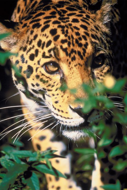 essay topic jaguar